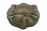 Wide, Enrolled Eldredgeops Trilobite Fossil - Ohio #188913-3